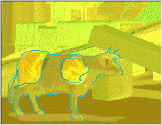 Cow 1