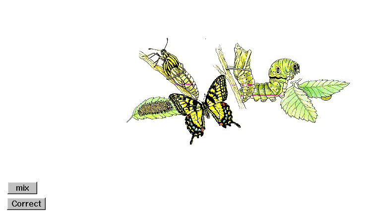 animated butterfly clipart. piece Butterfly clip art