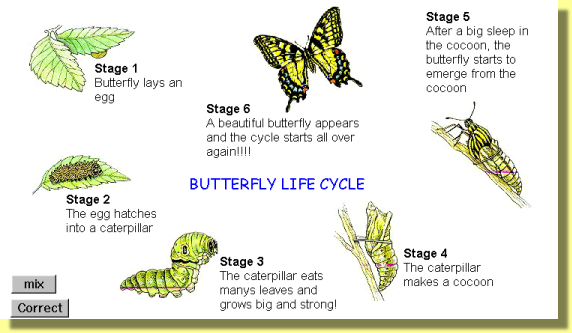 MicroWorlds Project - Butterlfy Life Cycle with tech boxes displayed