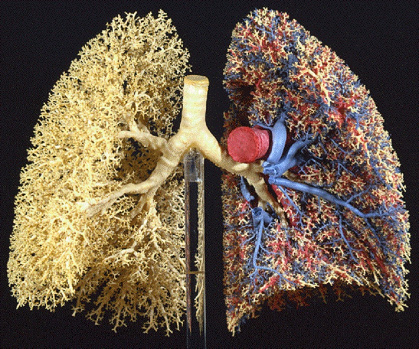 Lungs