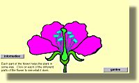 MicroWorlds flower.zip