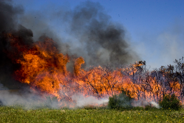 Gorse Burnoff 