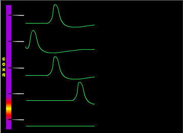 The Action Potential